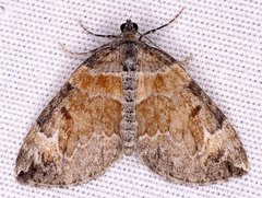 Dysstroma hersiliata