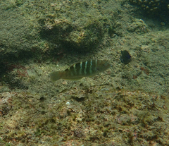 Halichoeres notospilus