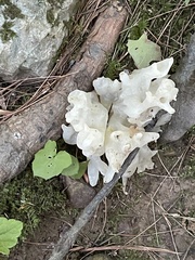 Sebacina sparassoidea