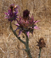 Cynara syriaca