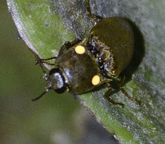Pyrophorus noctilucus