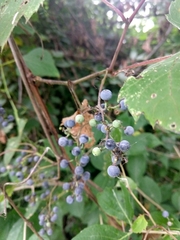 Vitis riparia