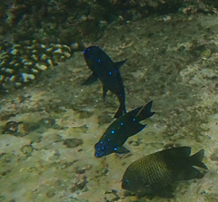 Microspathodon dorsalis