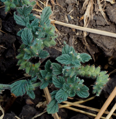 Heliotropium supinum