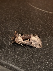 Autographa ampla