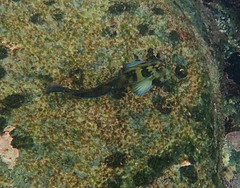Ophioblennius steindachneri
