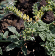 Heliotropium supinum