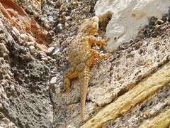 Tarentola mauritanica