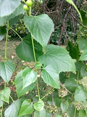 Ampelopsis cordata