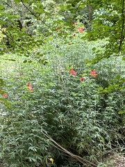Hibiscus coccineus