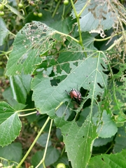 Ampelopsis cordata