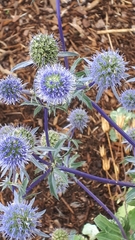 Eryngium planum