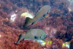 Girella elevata