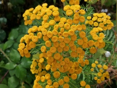Tanacetum vulgare