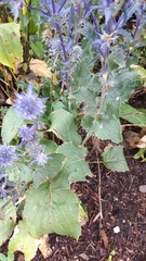 Eryngium planum