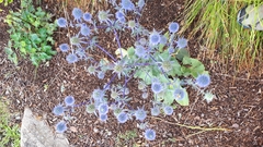 Eryngium planum