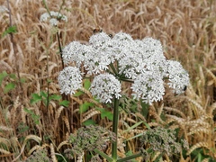 Heracleum sphondylium