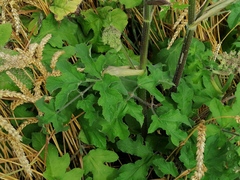 Heracleum sphondylium