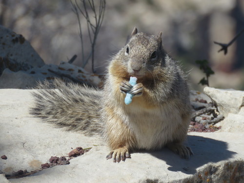 Rock Squirrel photographed in Arizona