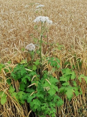 Heracleum sphondylium