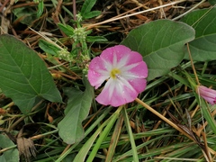 Convolvulus arvensis
