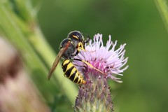 Philanthus triangulum