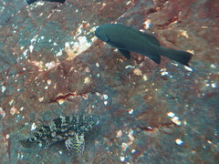 Girella elevata
