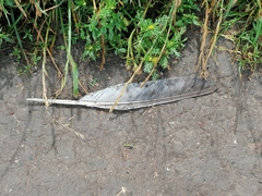 Columba palumbus palumbus