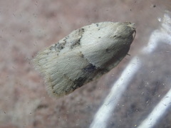Acleris logiana