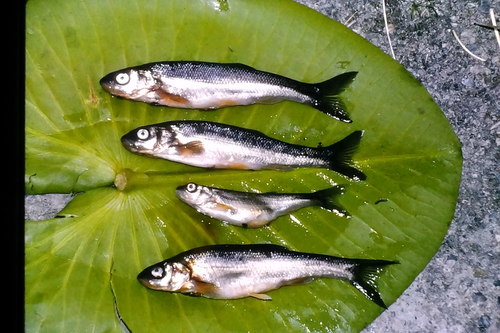 Bottlefish (Couesius plumbeus) — Cyprinidae