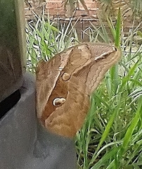 Eryphanis