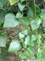 Ampelopsis cordata