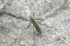 Blephariceridae