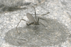 Blephariceridae