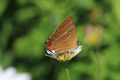 Brown Hairstreak, Wageningen, Nederland, photo 7 of 10