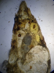 Acleris logiana