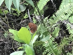 Abisara echerius