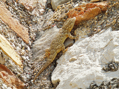 Tarentola mauritanica