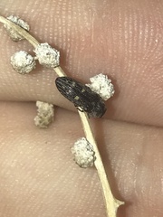 Acmaeoderopsis junki