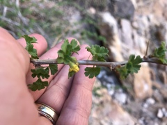 Ribes velutinum