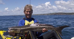 Rachycentron canadum