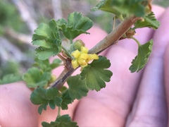 Ribes velutinum