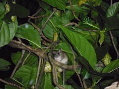 Ototylomys phyllotis