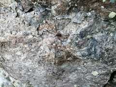 Mitopus glacialis
