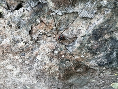 Mitopus glacialis