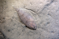Arnoglossus laterna