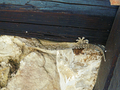 Tarentola mauritanica