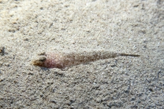 Risso's Dragonet photo 5