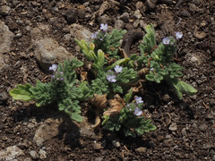 Verbena supina