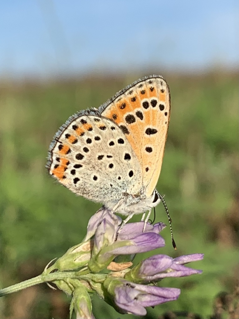 Lycaena thersamon